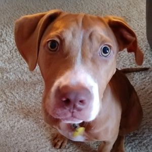 Meet your Posher, Shenandoah